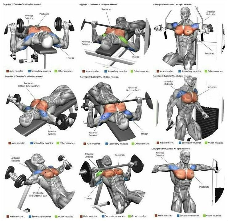 Göğüs egzersizleri antrenman rehberi